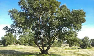 Norcal Trees Large Specimen Trees for Sale | Nor Cal Trees (530) 308-9710
