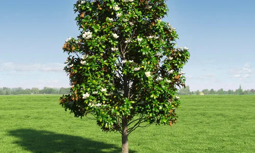 Norcal Trees Large Specimen Trees for Sale | Nor Cal Trees (530) 308-9710