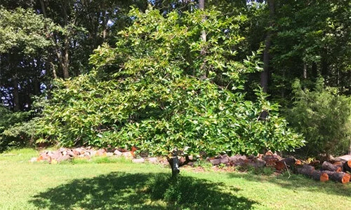 Norcal Trees Large Specimen Trees for Sale | Nor Cal Trees (530) 308-9710