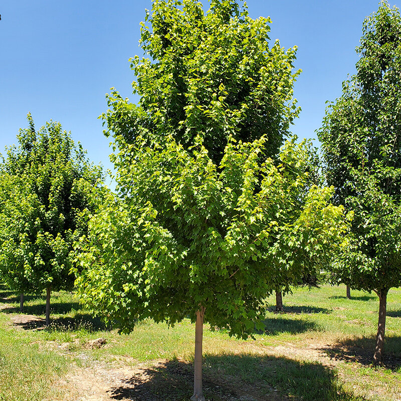 acer-rubrum-october-glory-maple-tree.jpg