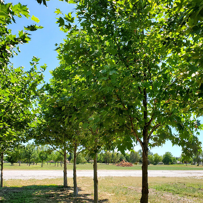 bloodgood-platanus-acerifolia-trees.jpg