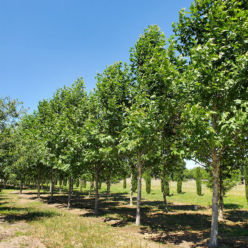 racemosa-platanus.jpg