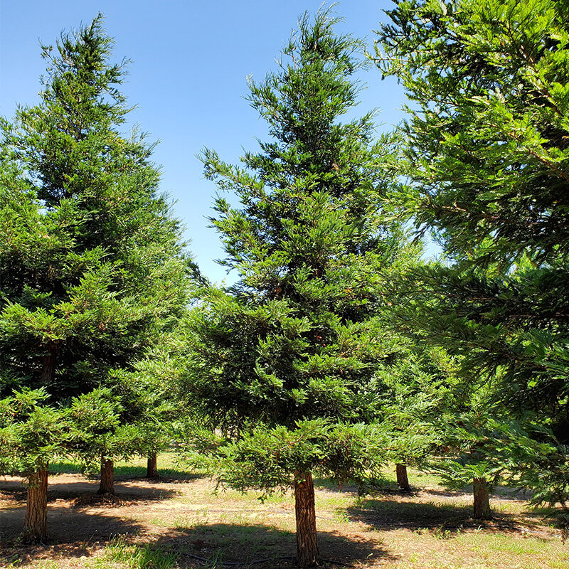 sequoia-aptos-blue-ca-trees-redding.jpg