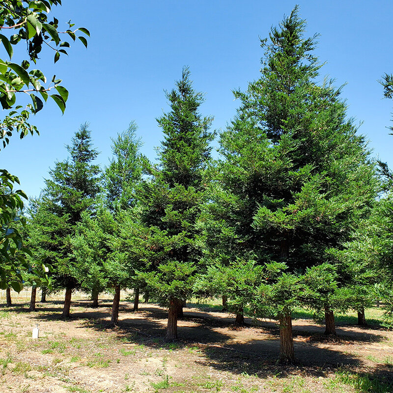 sequoia-aptos-blue-redding-trees-ca.jpg