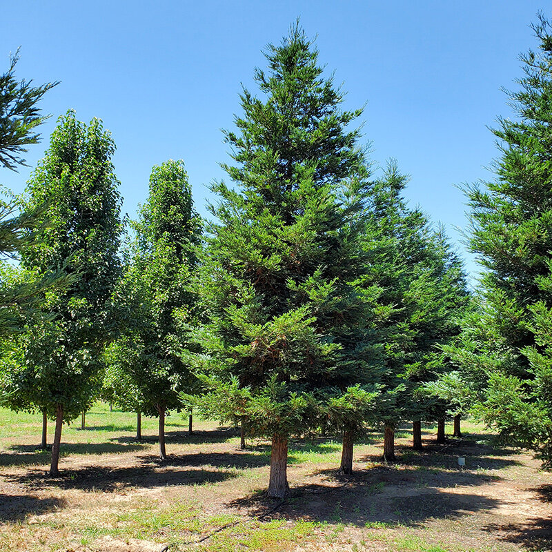 sequoia-aptos-blue-trees.jpg