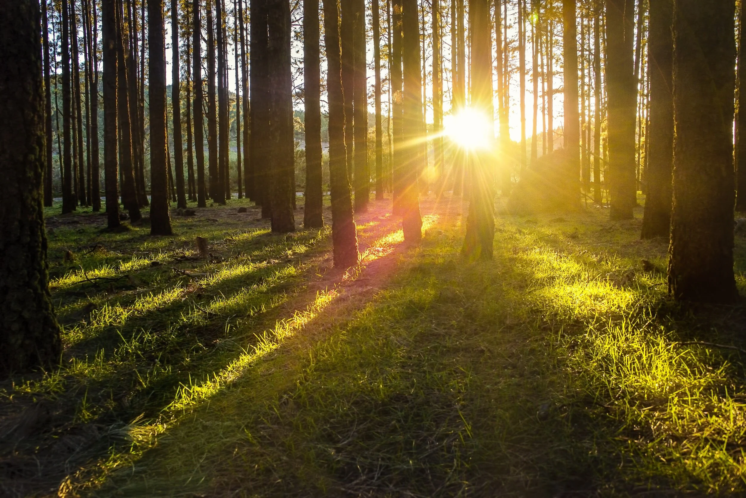From Forest Bathing to Mountain Climbing: How Nature Fuels Your Journey to a Healthy Life