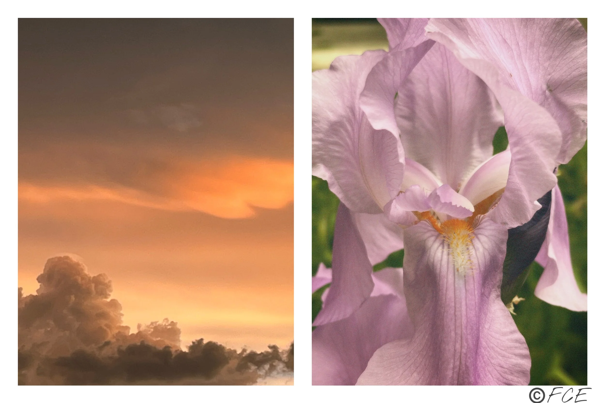 entry no. 6, the early bloomers