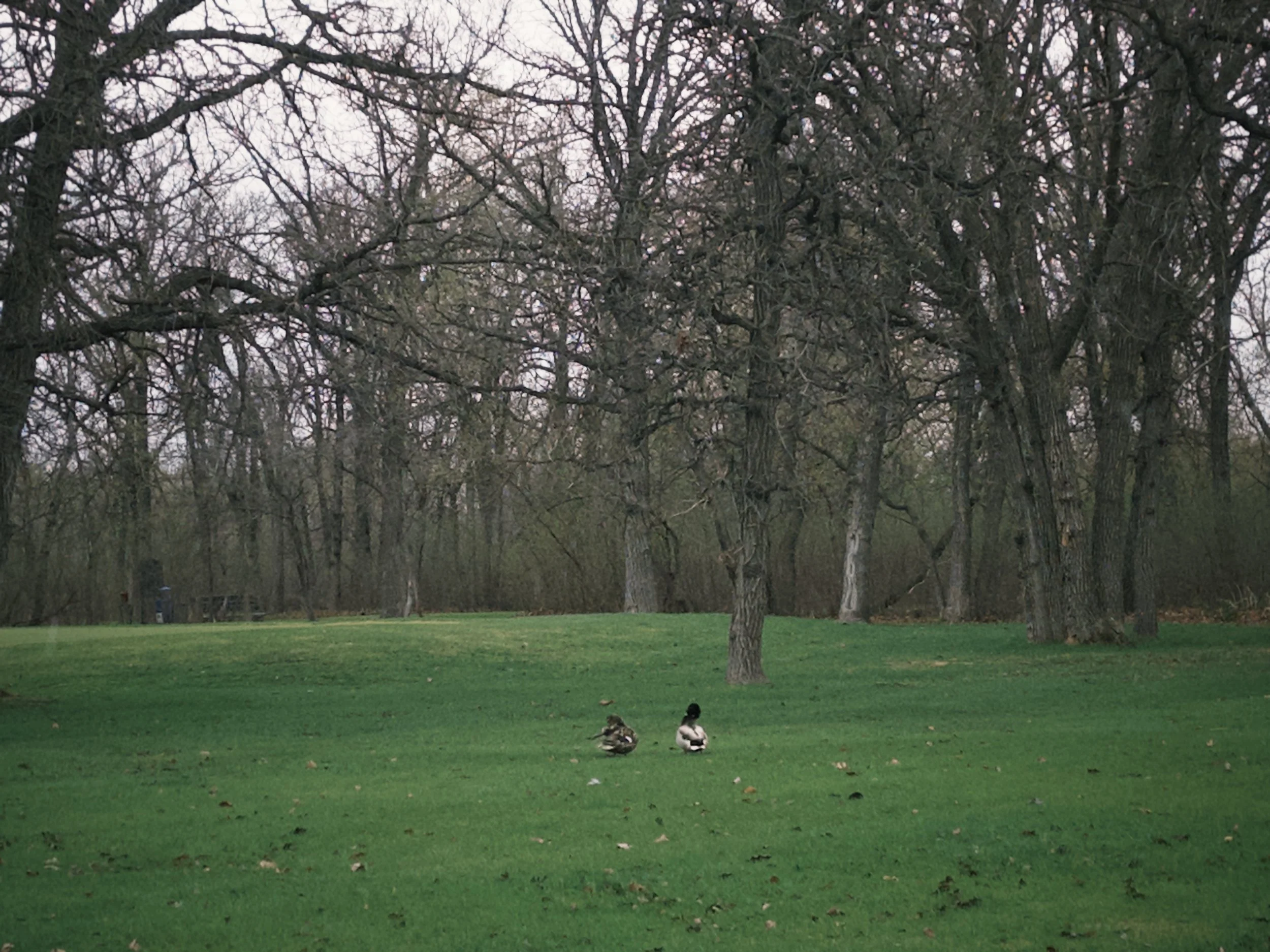 IMG_8585.jpeg