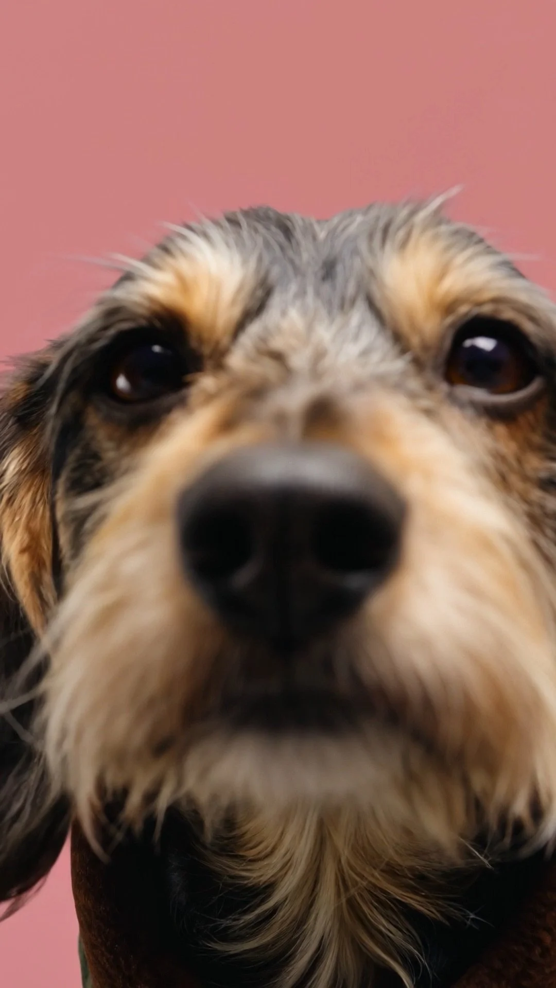magnific__photo-a-closeup-of-a-scruffy-terrier-mix-dog-with-__50474.jpeg