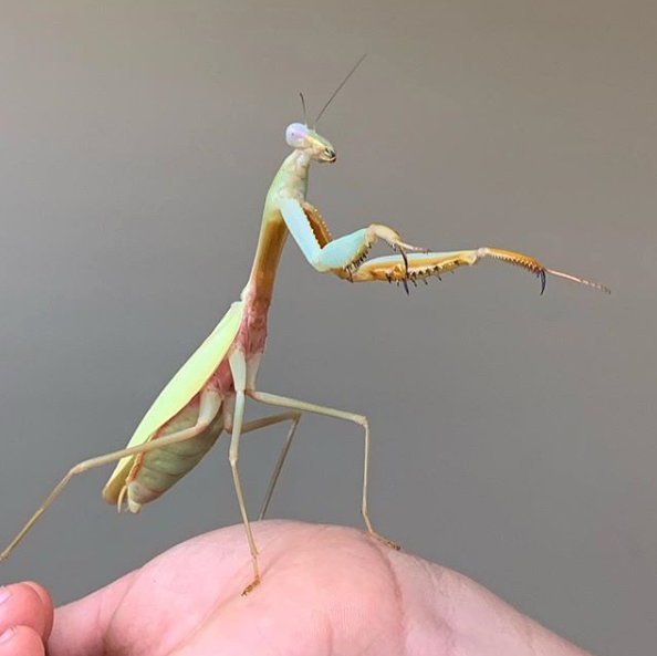 BUG OUT