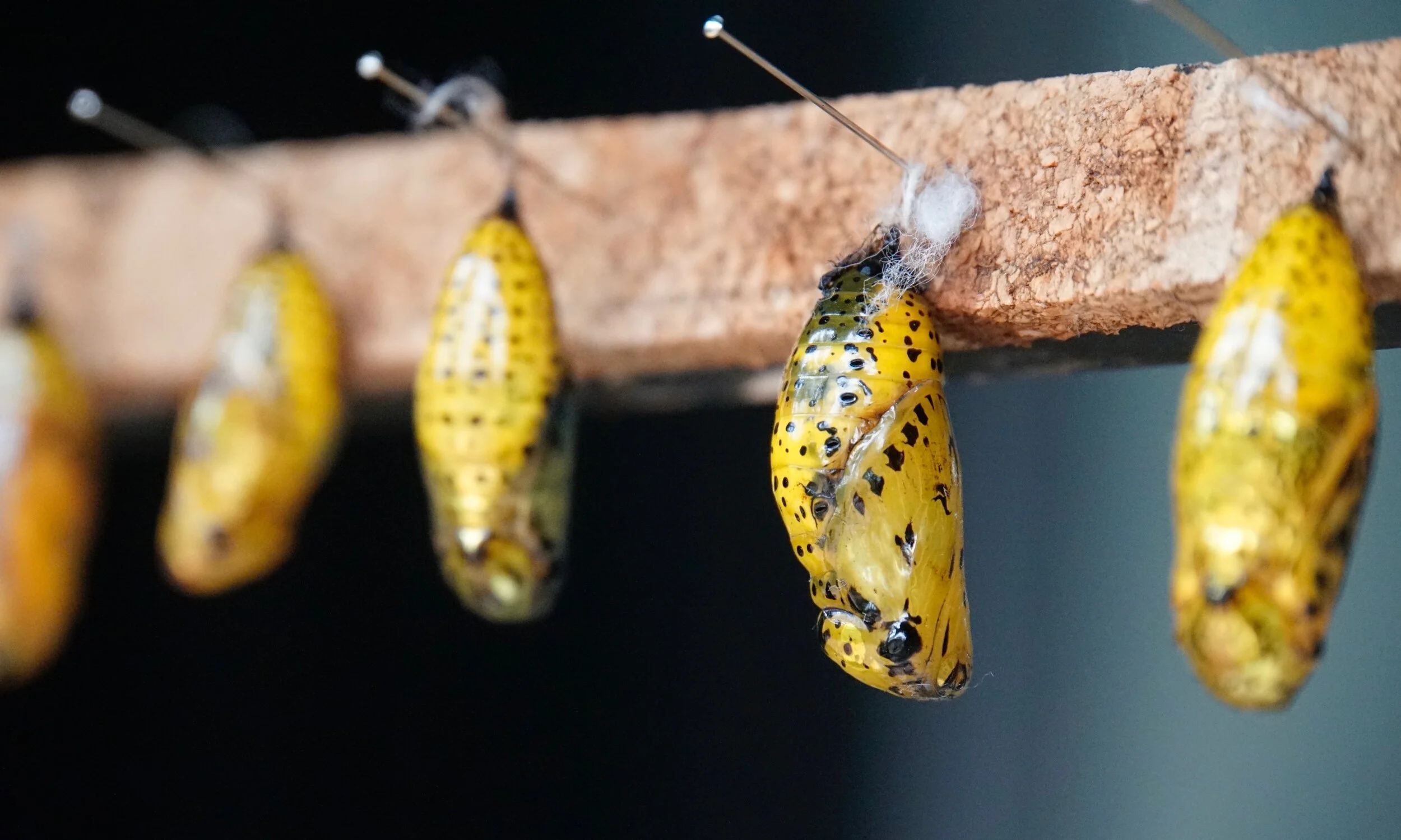 LIVE "Bug-Out" Class : Butterflies