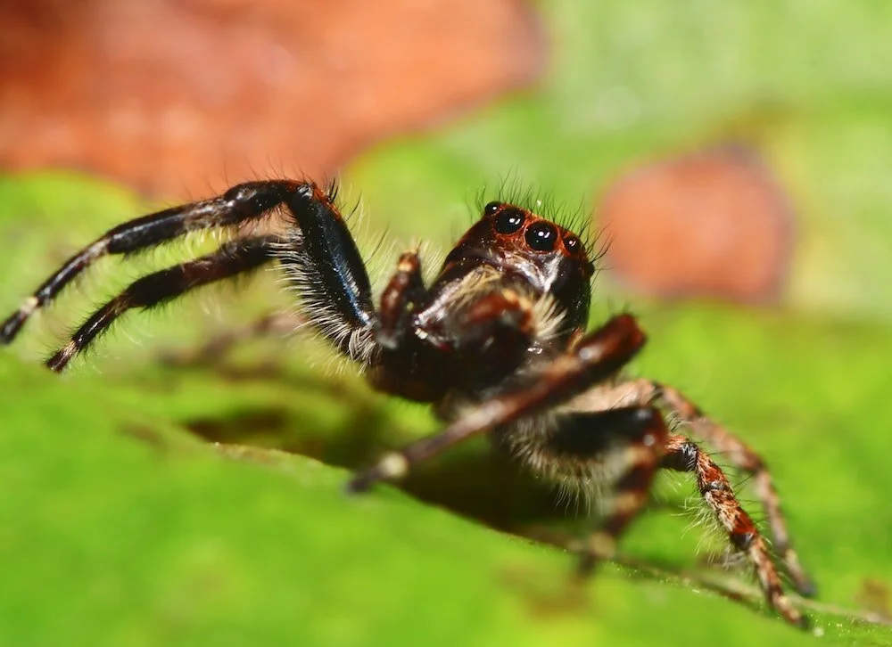 LIVE "Bug-Out" Class : Arachnids