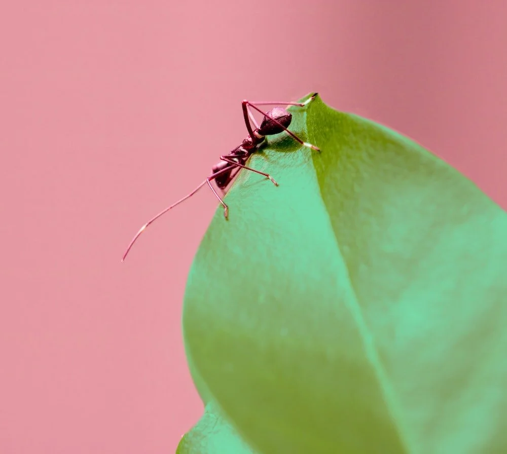 LIVE "Bug-Out" Class : Ants