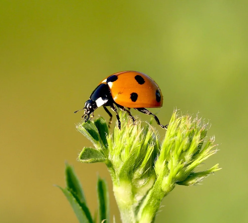 LIVE "Bug-Out" Class : Beetles + Lady Bugs