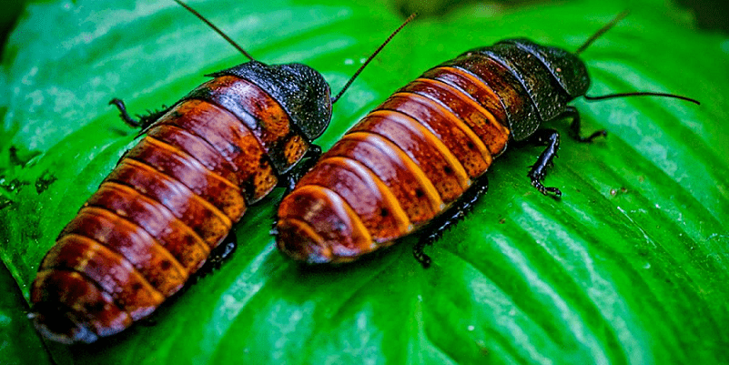 LIVE "Bug-Out" Class : Hissing CockroachesOW