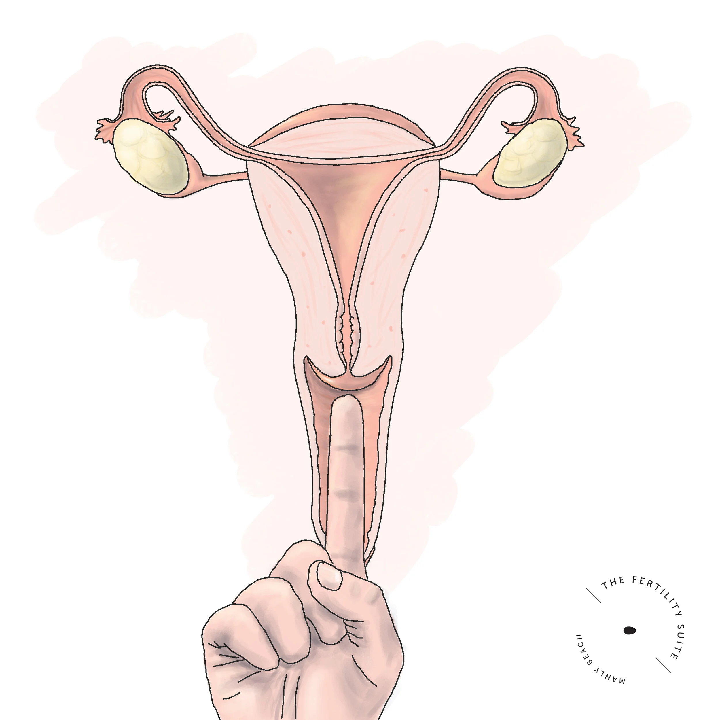 Your cervix as a guide to your fertility window