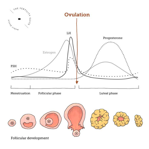 The complete guide to finding your fertile window
