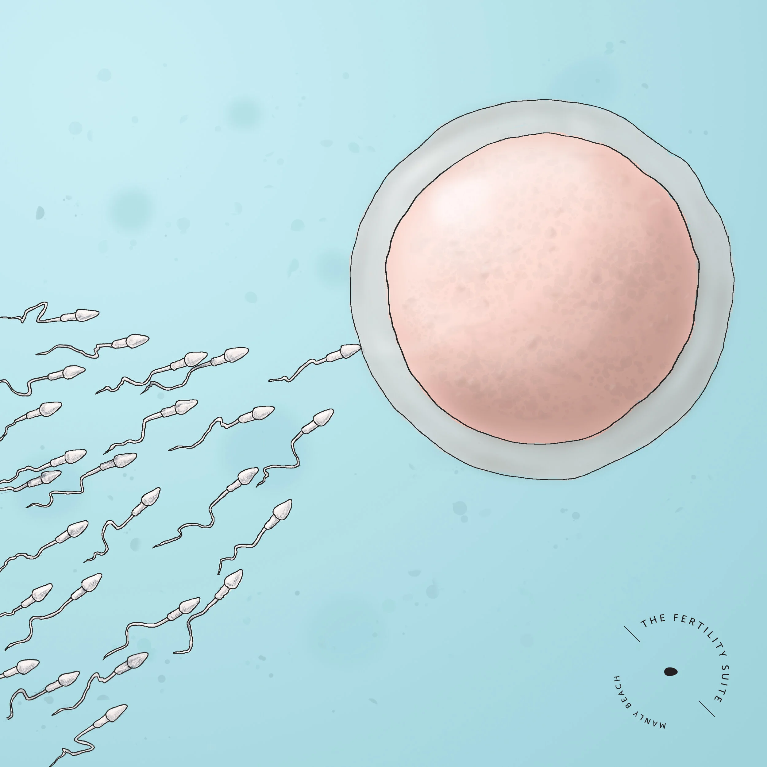 Antioxidants + Fertility.  Why you're taking them, and how to do better.  