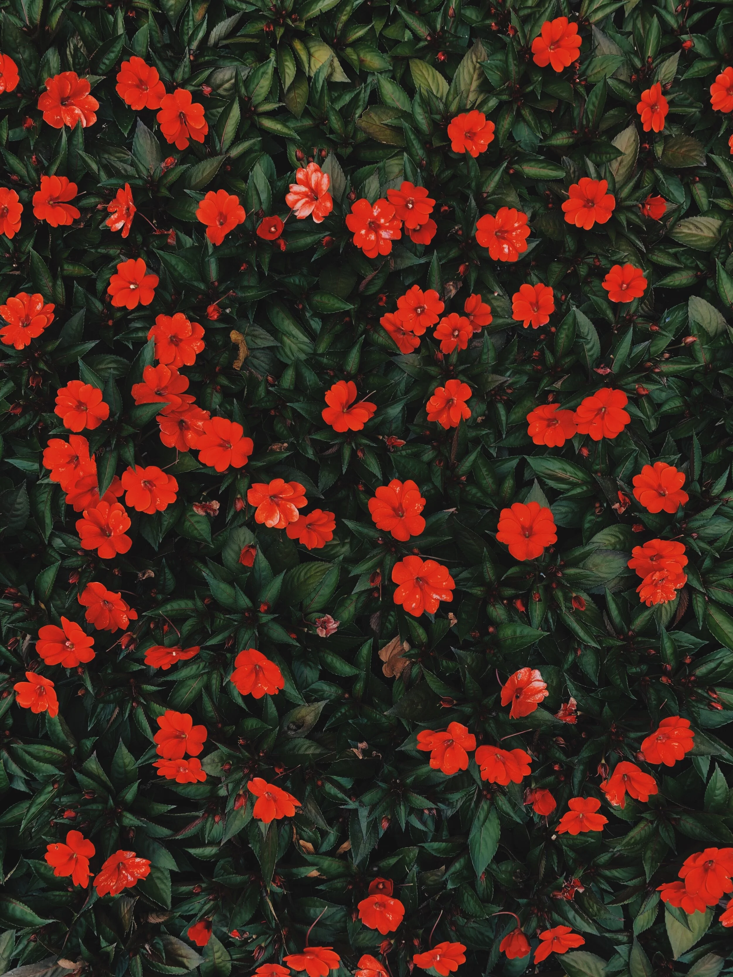 3B183A04-D2F6-4AA7-A998-D0ACDFE04A8B-DB7F01C4-4113-40FC-A6B8-3B69935BAEE8 4.JPG