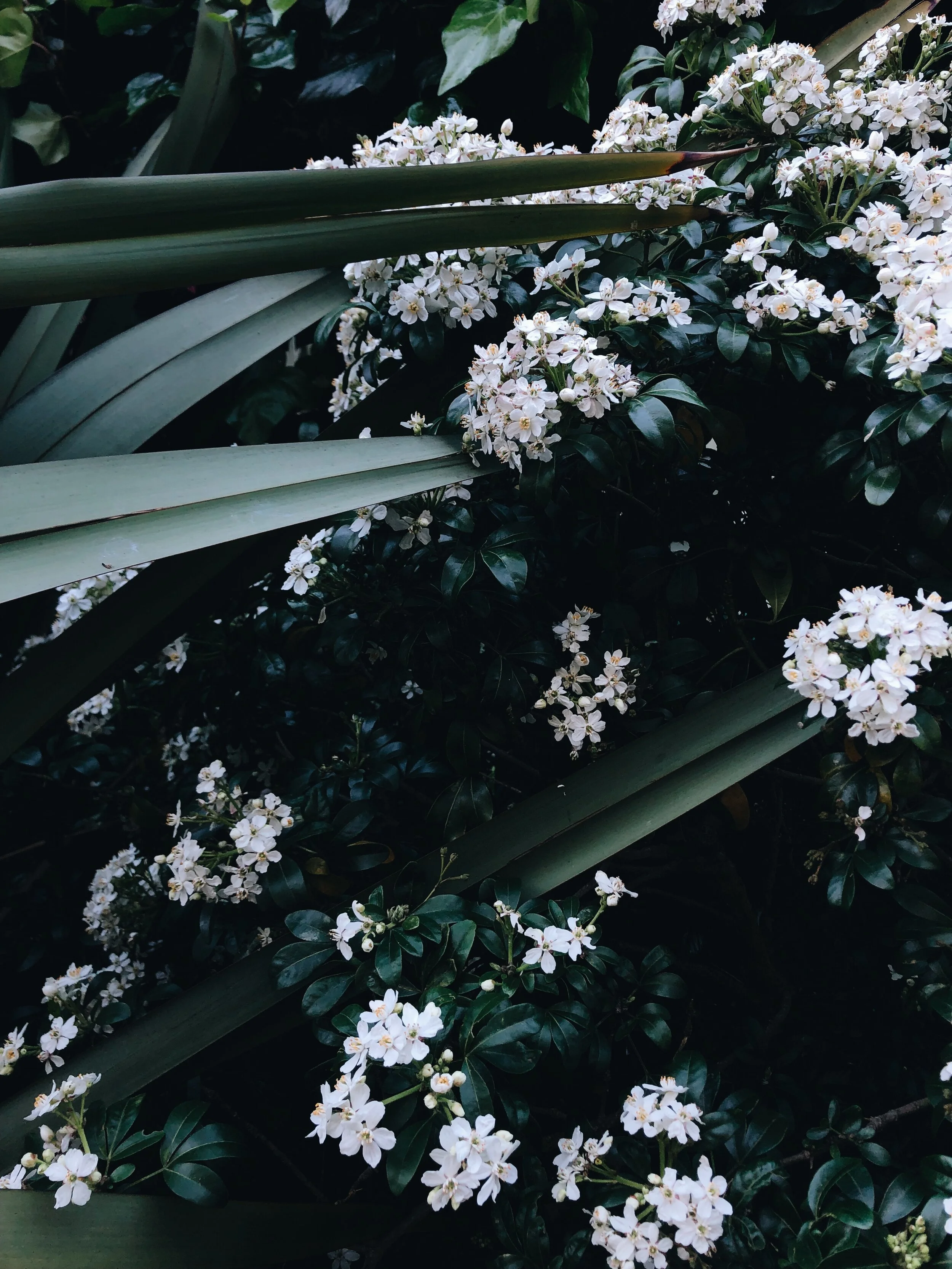 4372A127-FF0B-4335-841B-156AAD7EF51B 6.JPG