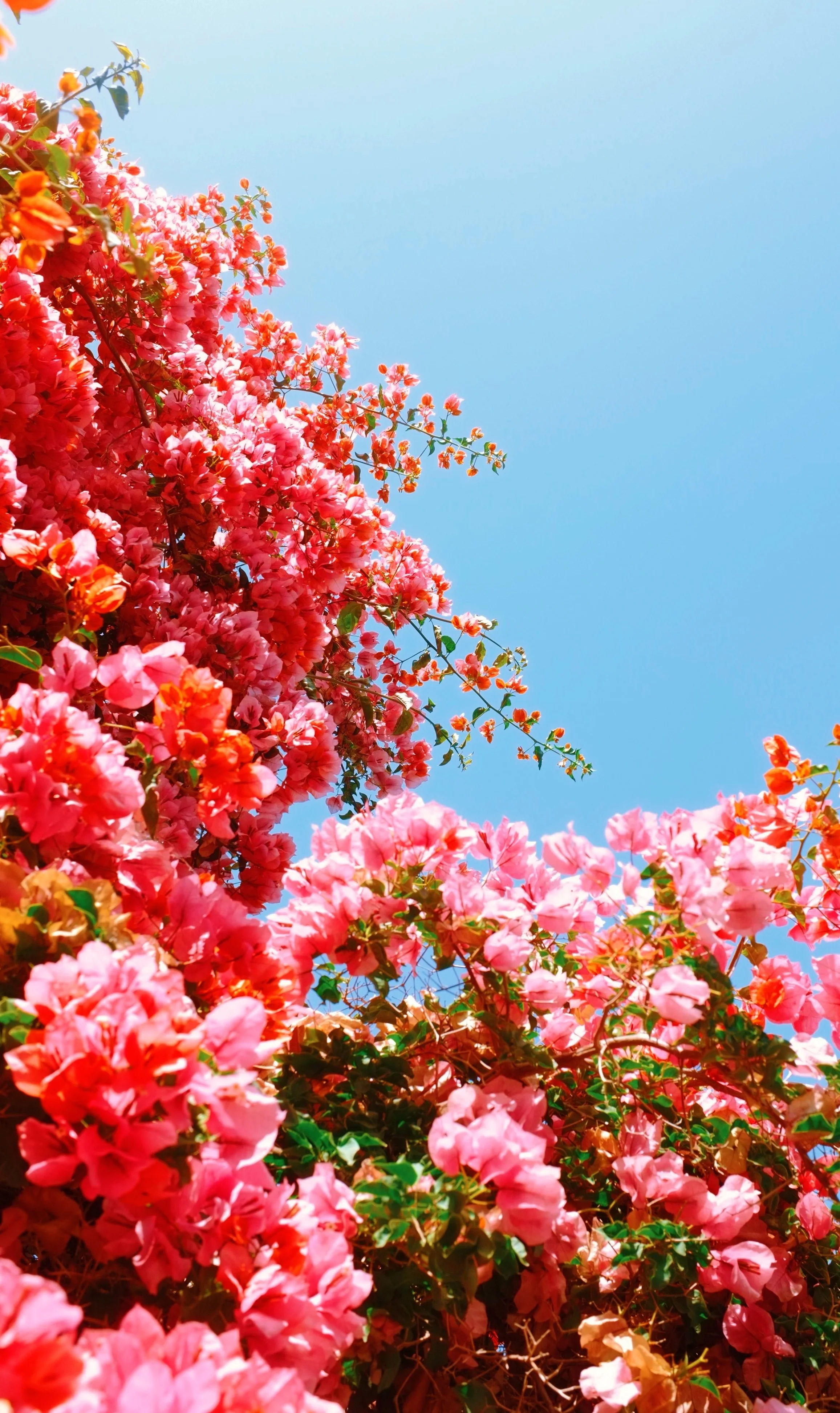 84E2193C-3F92-40C9-B590-7FC2DC88FCF4 2.JPG