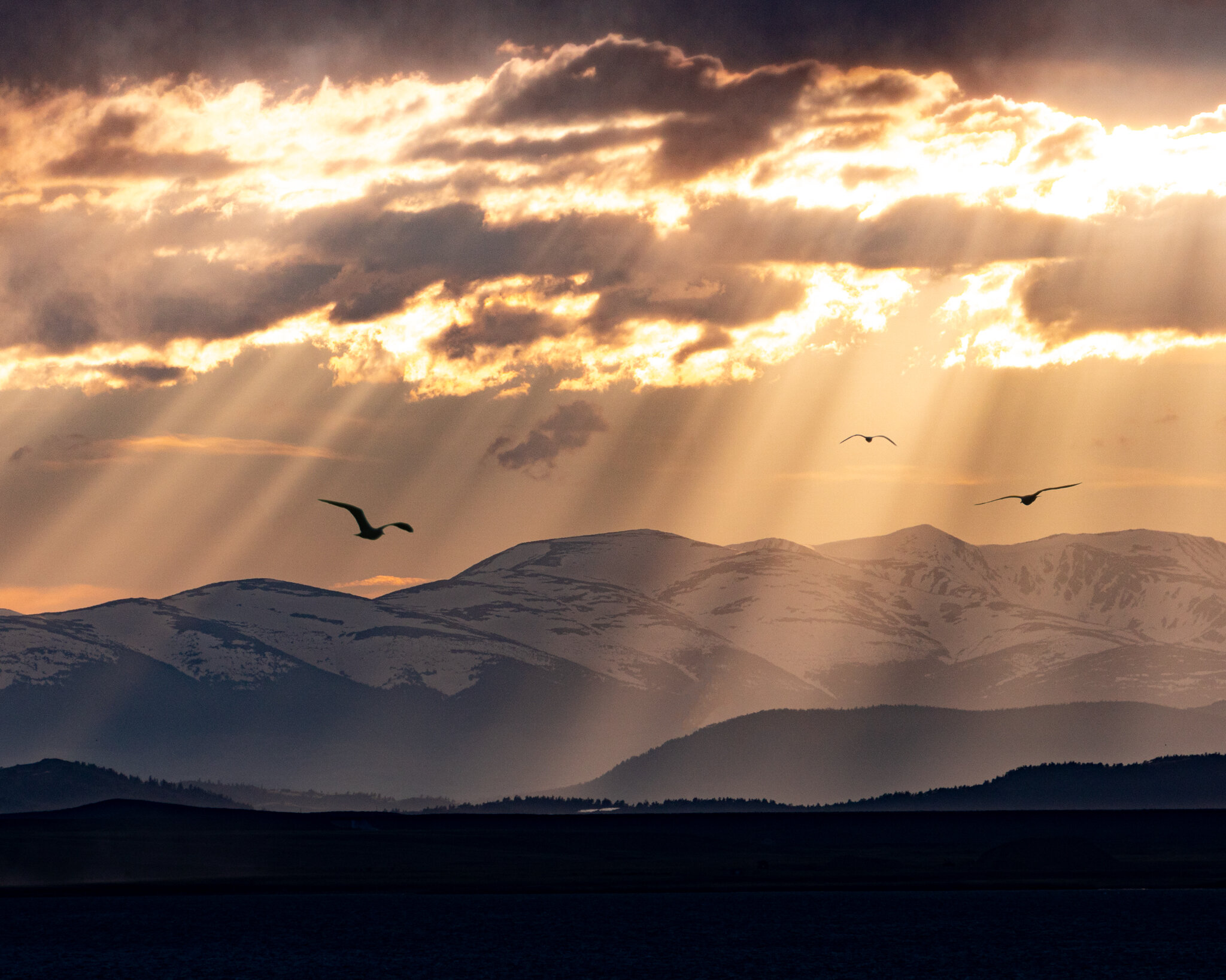 Sunray-birds-WEB.jpg