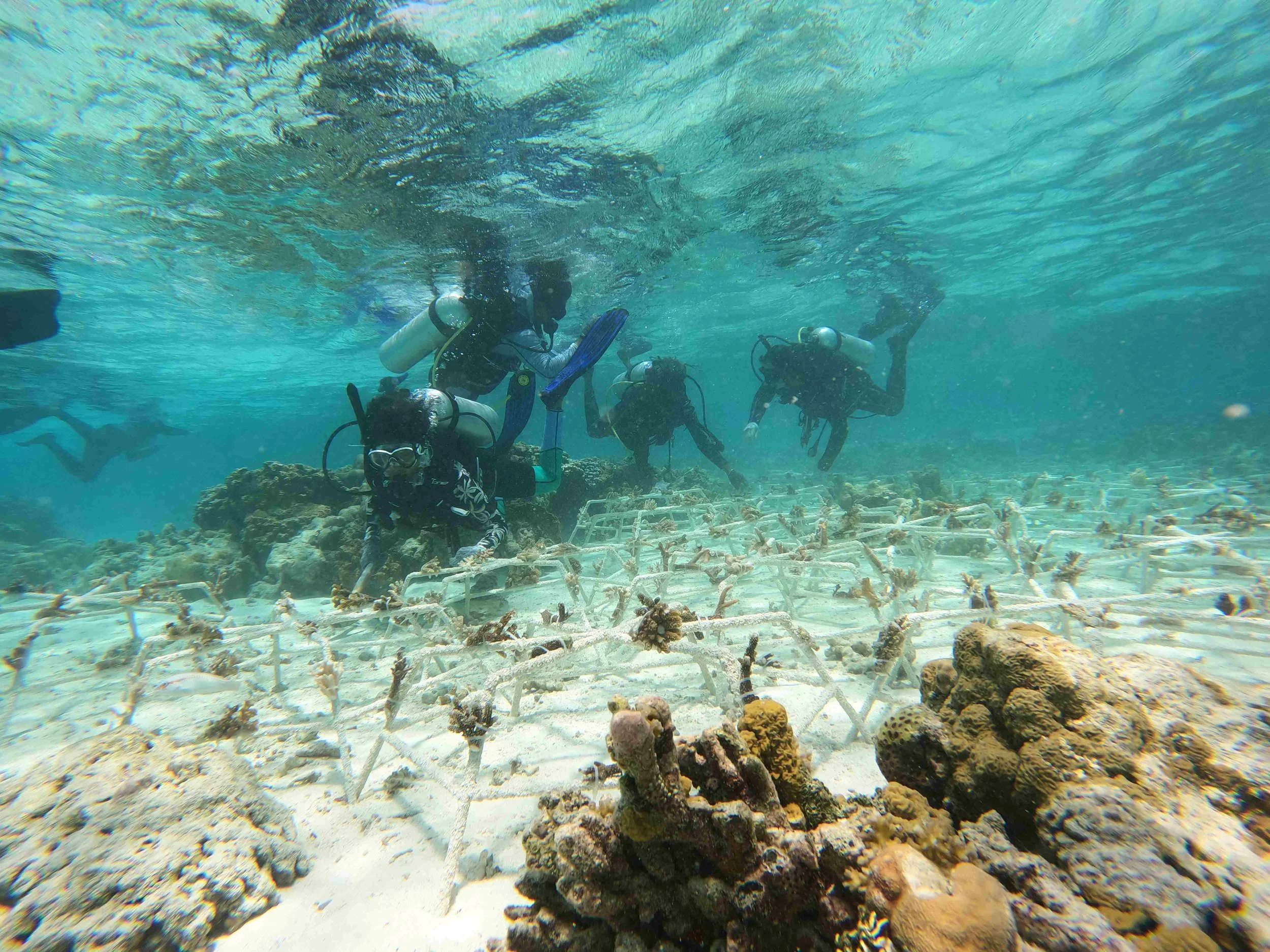 1- Installation_UW_ReefStar_Group_placement_2.JPG