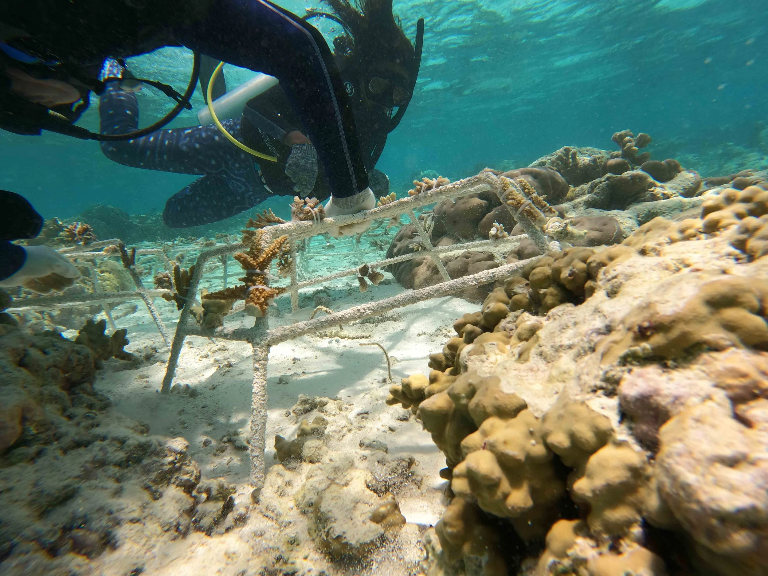 2_ Installation_UW_ReefStar_Pair_placement_Closeup.JPG
