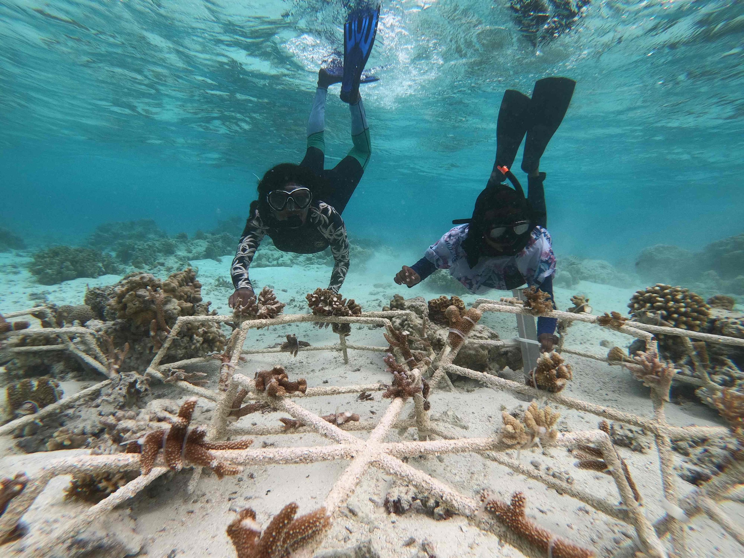 Aya_Iufa__ReefStars_Installed.JPG