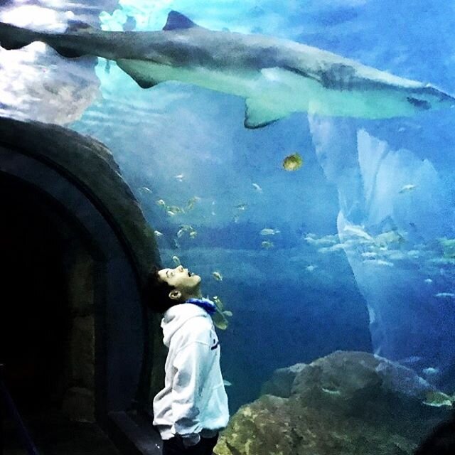 Shark tunnel | Adventure Aquarium, Camden NJ #adventure #aquarium #nj #camden