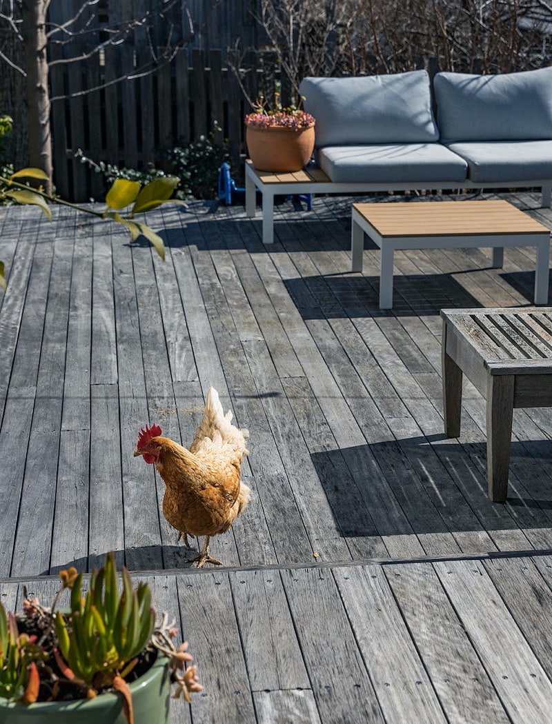 Coombs Blue House decking with Steven the chicken.