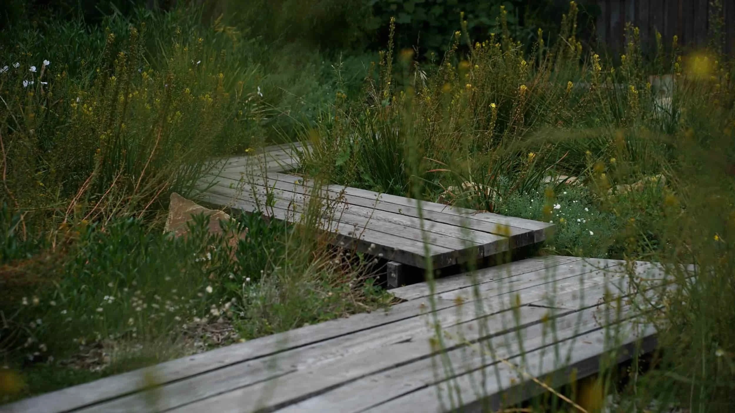 forrest+boardwalk-lachlan+richardson+5 (1).jpg
