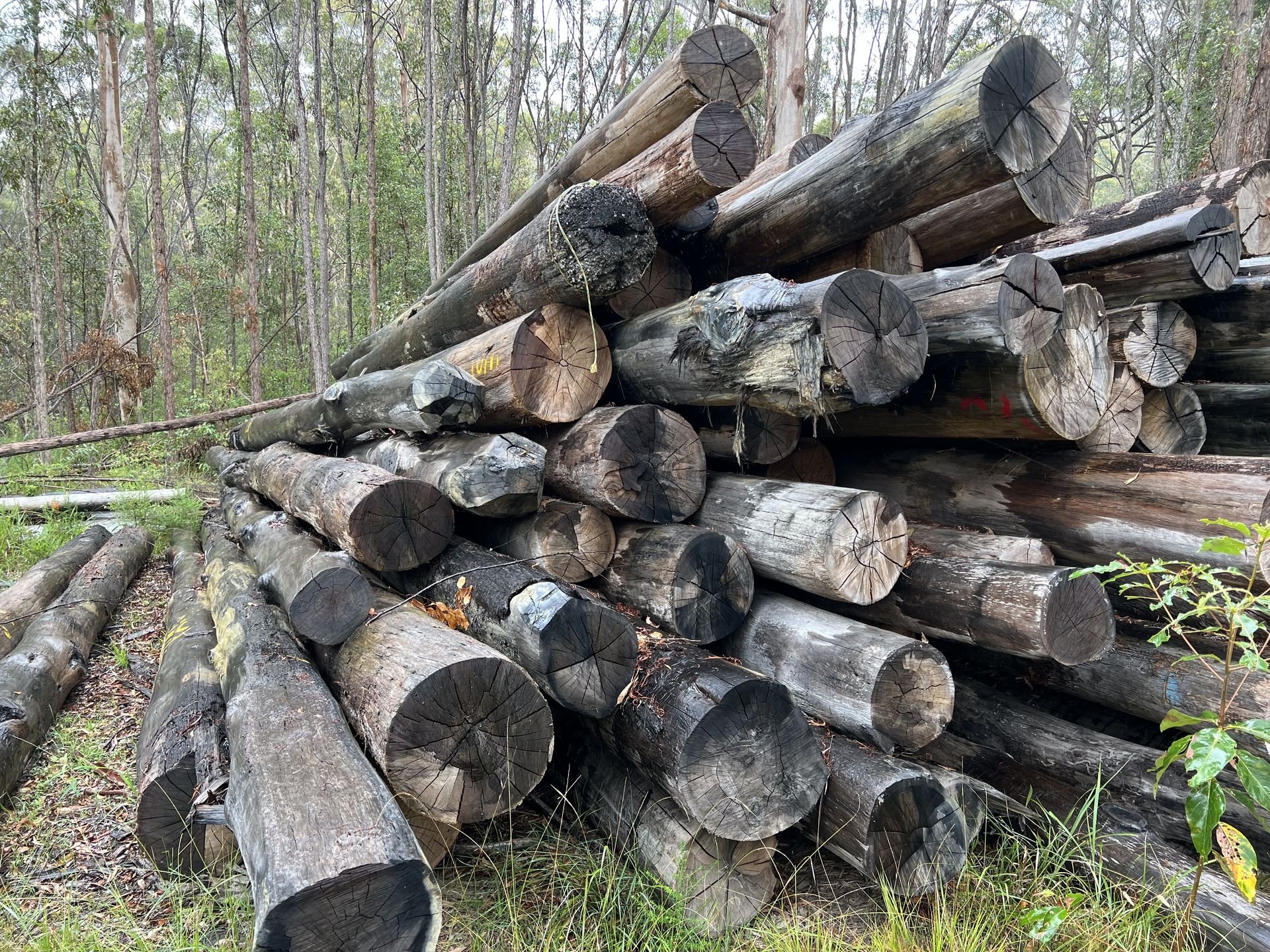Turpentine piers 1.jpg