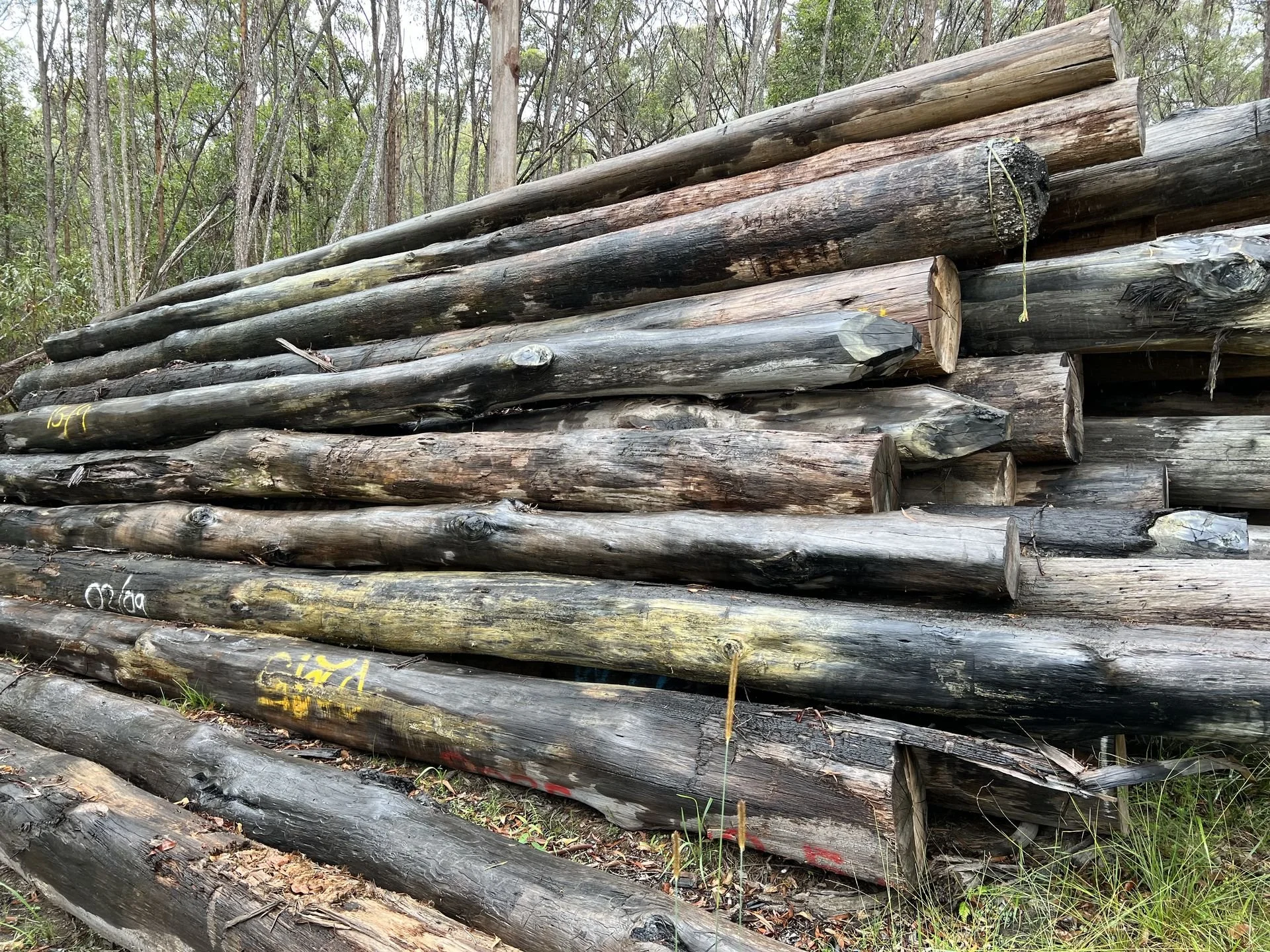Turpentine piers 2.jpg