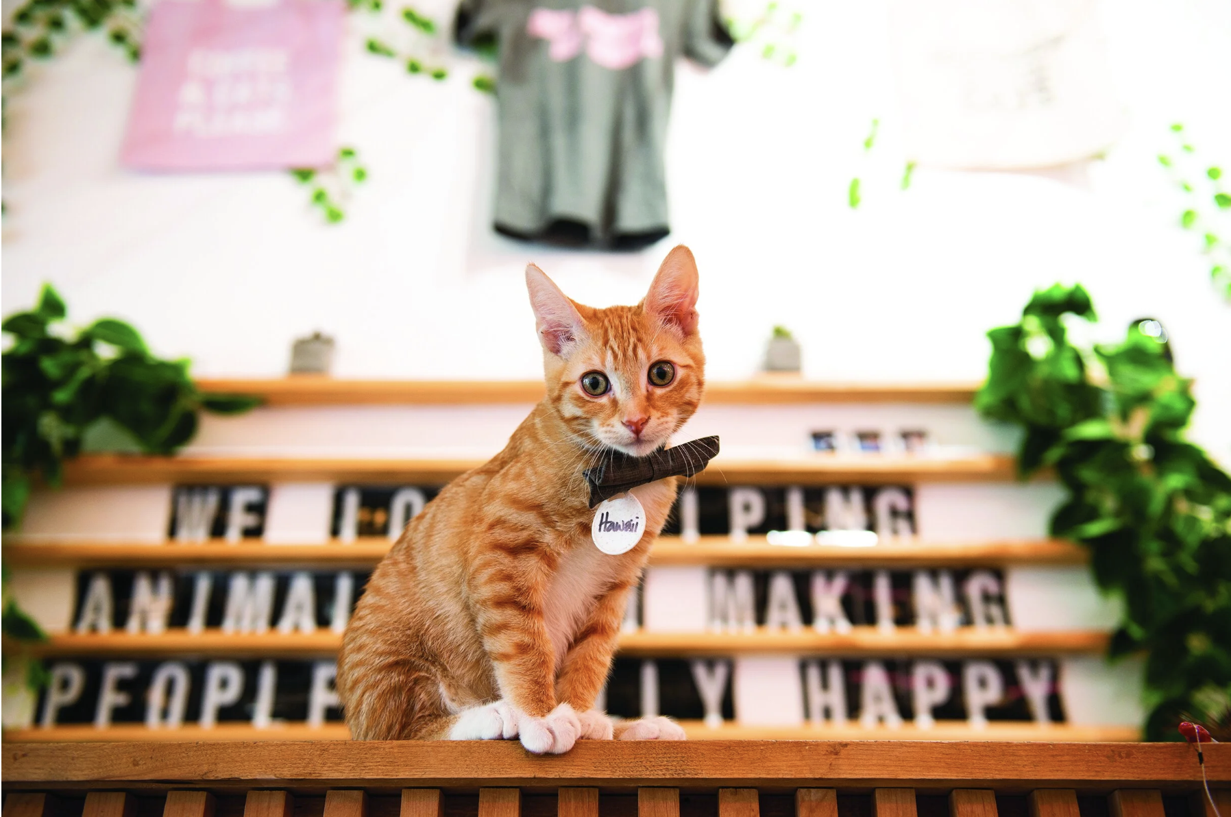 Screenshot 2026-02-02 at 7.15.42 AM.png