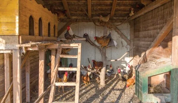 Coop Design 3.jpeg