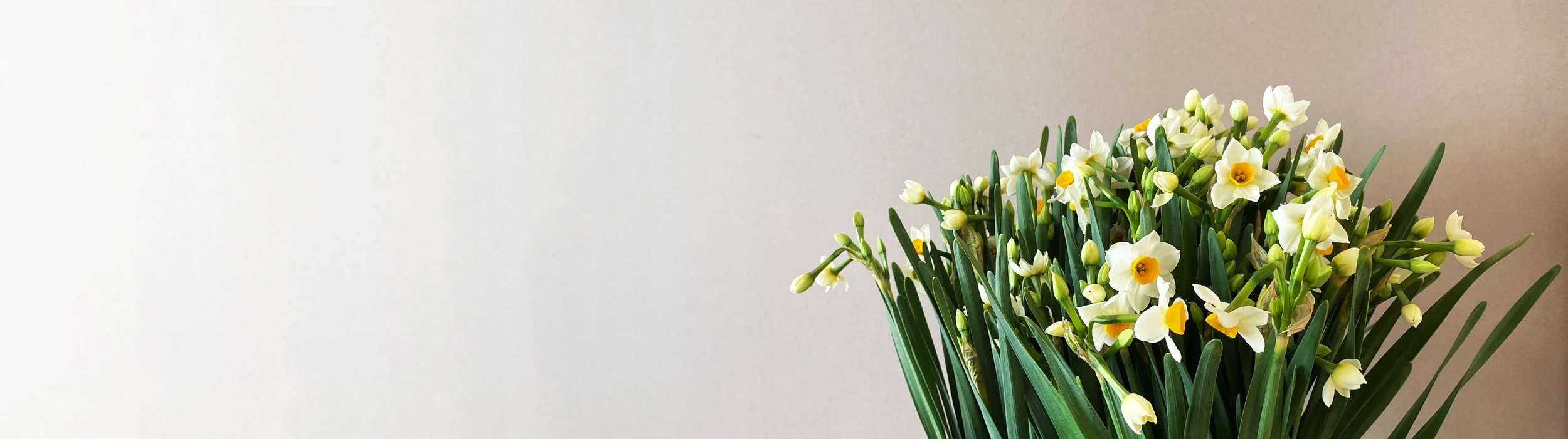 Narcissus Banner.jpg