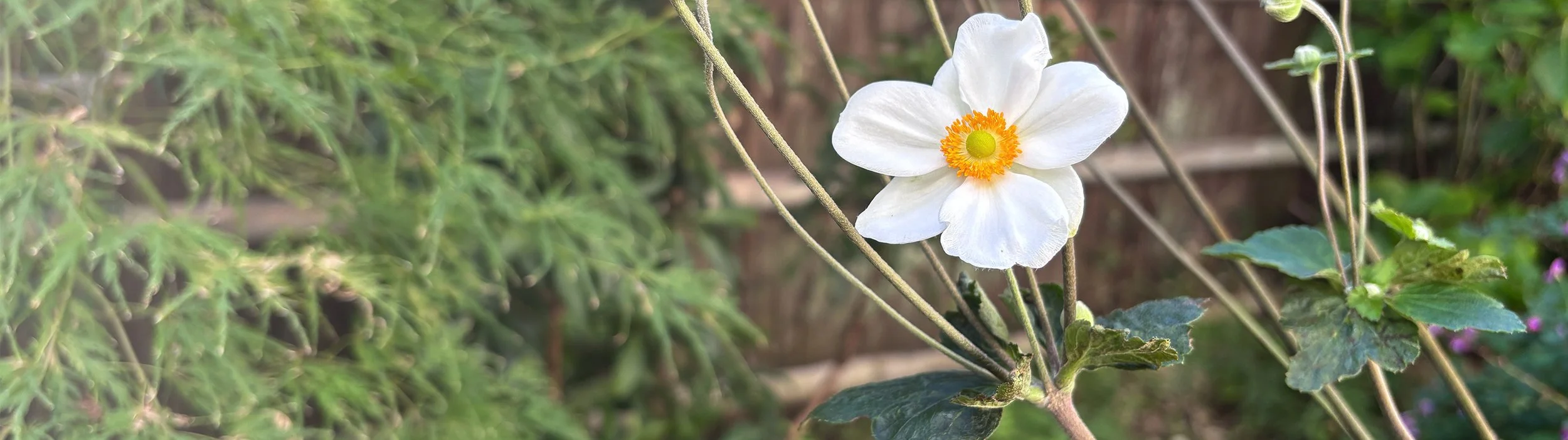 Autumn Flowers Banner01.jpg