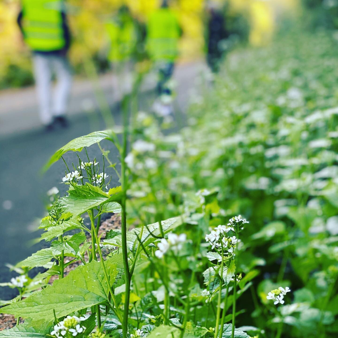 L&ouml;ktrav / Garlic Mustard/ Alliaria Petiolata
Sk&ouml;n och l&auml;rorik morgon med &Auml;ngelholm-Bj&auml;re Rotary.
L&ouml;ktrav &auml;r en gammal matgr&ouml;nsak och medicinalv&auml;xt. Bladen har en mild smak av vitl&ouml;k och senap. Tv&arin