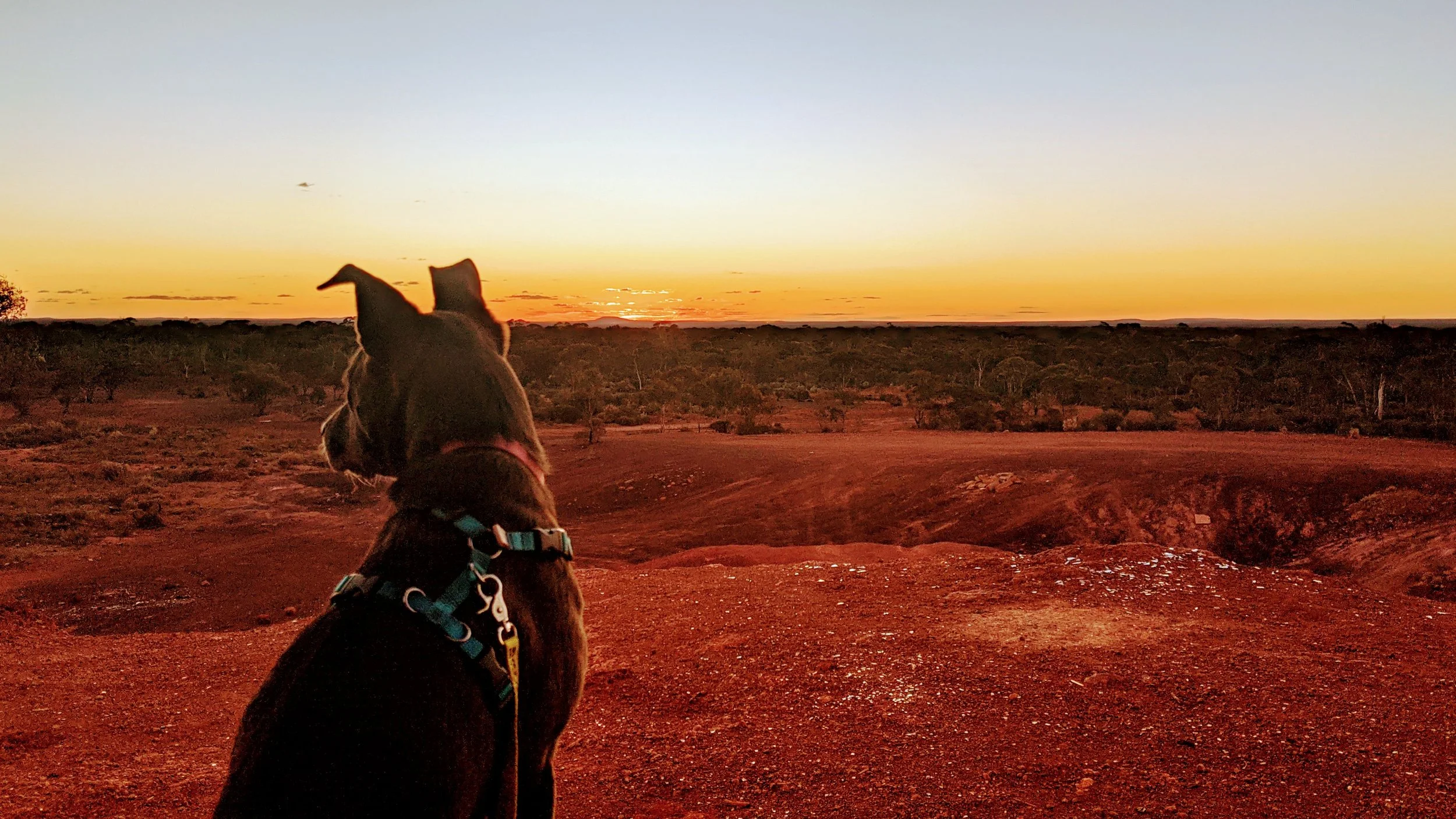 KHC Dietitian's dog Jordi.jpg