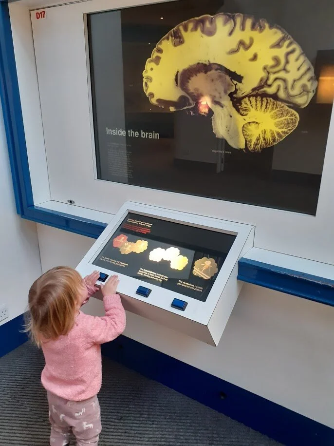 learning about the brain.jpg