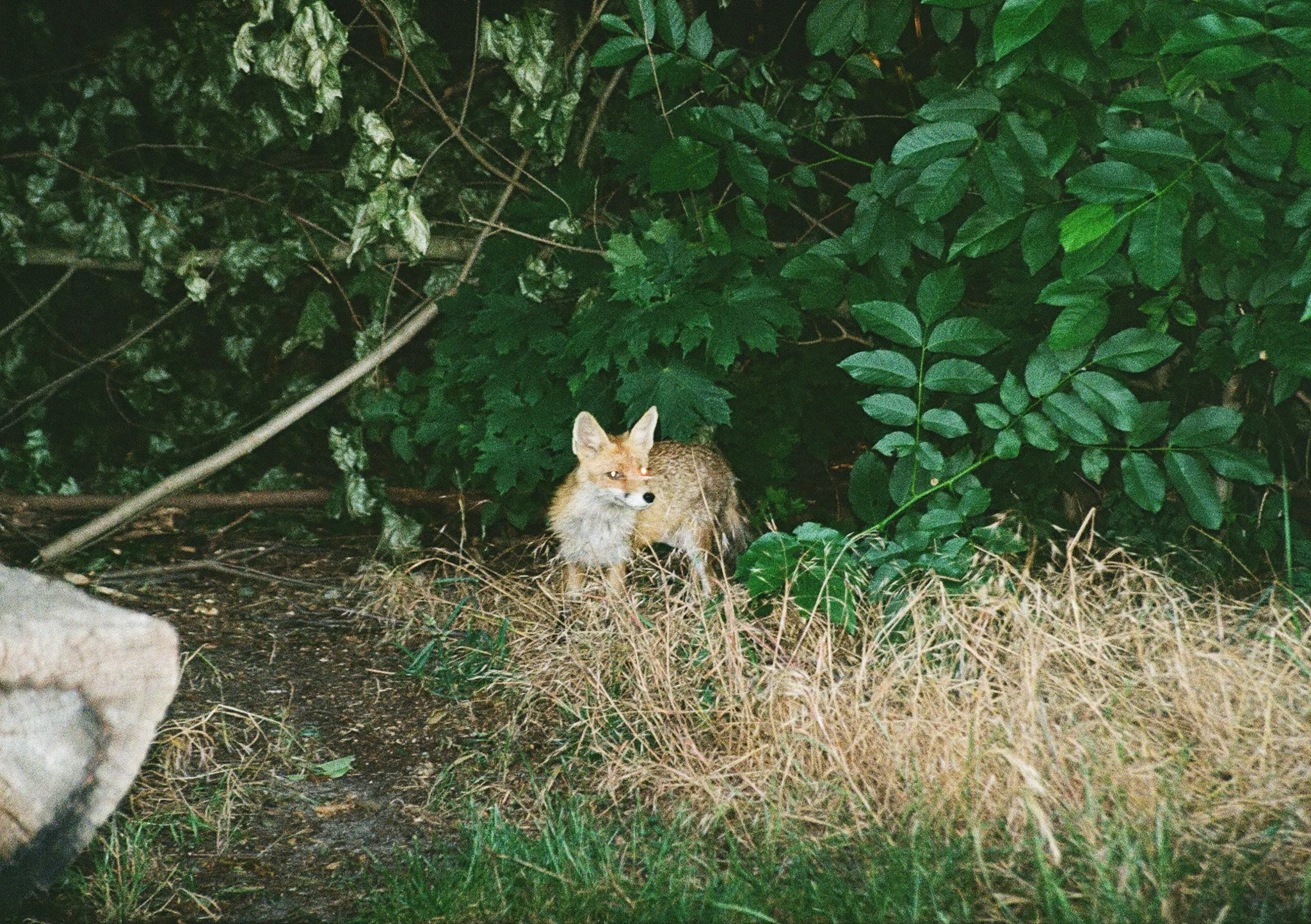 SARRITAH _ ANALOG PHOTOGRAPHY _ FOX.jpg