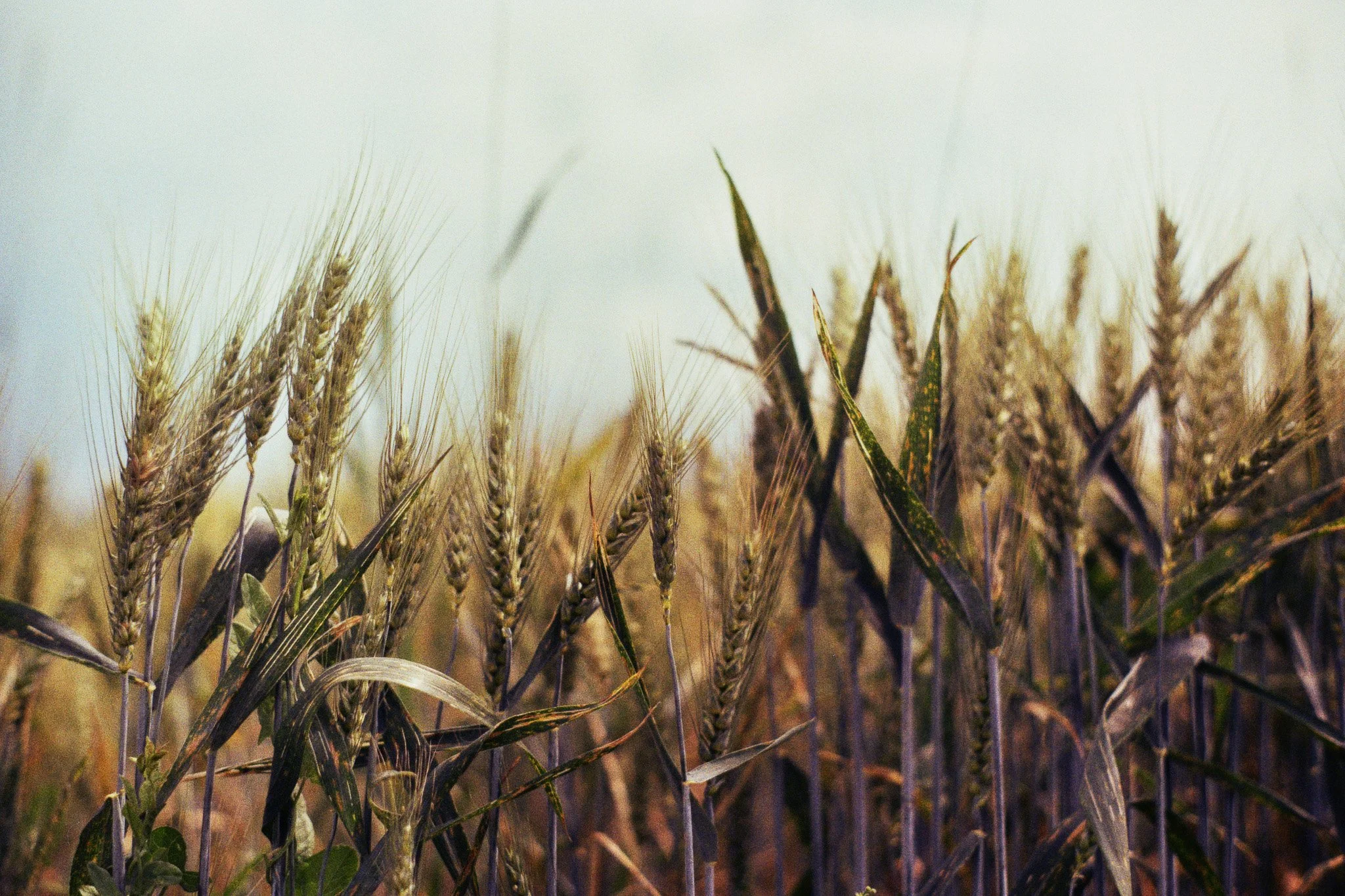 SARRITAH _ ANALOG PHOTOGRAPHY _ CORN.jpg
