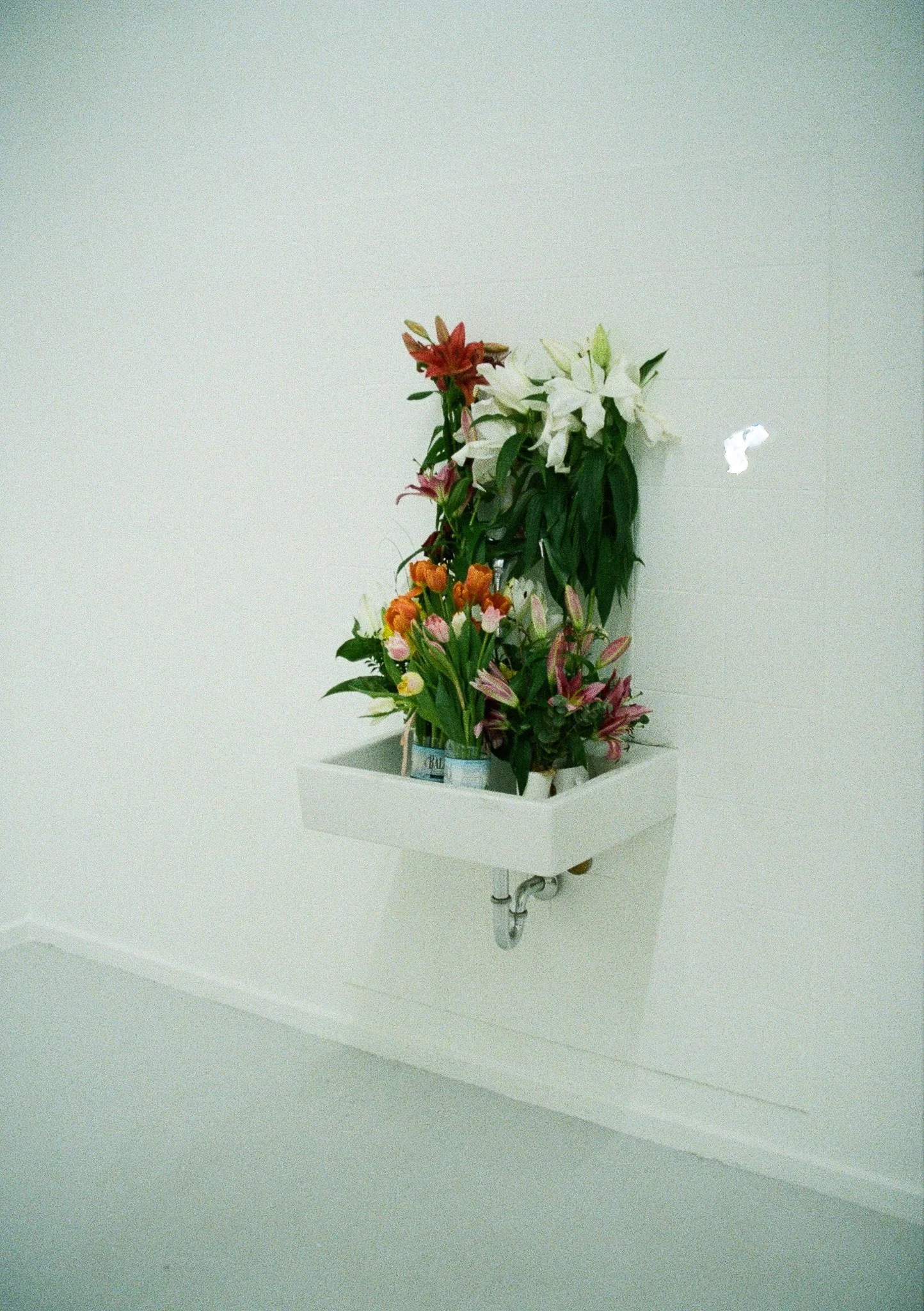 SARRITAH _ ANALOG PHOTOGRAPHY _ FLOWERS.jpg