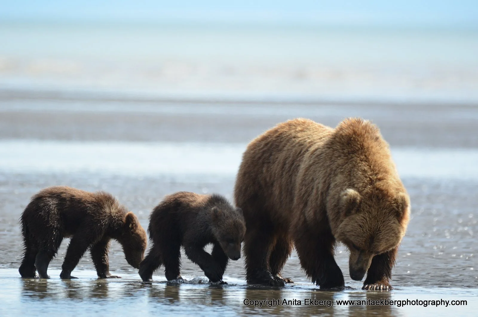 Grizzlybear with her cubs looking for mussels, Alaska