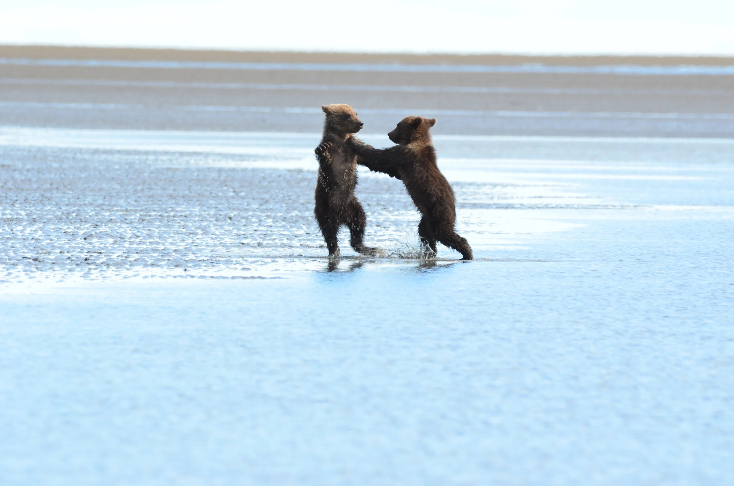  Playful Grizzlybear cubs, Alaska