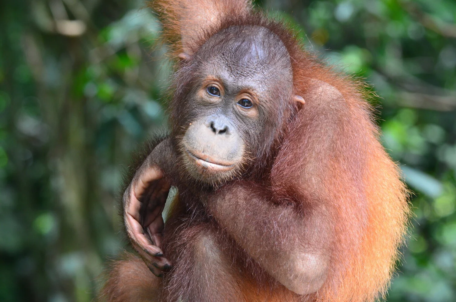 Pensive orangutan, Borneo