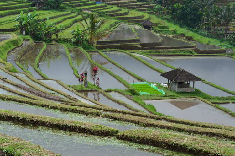 Rice fields, Bali