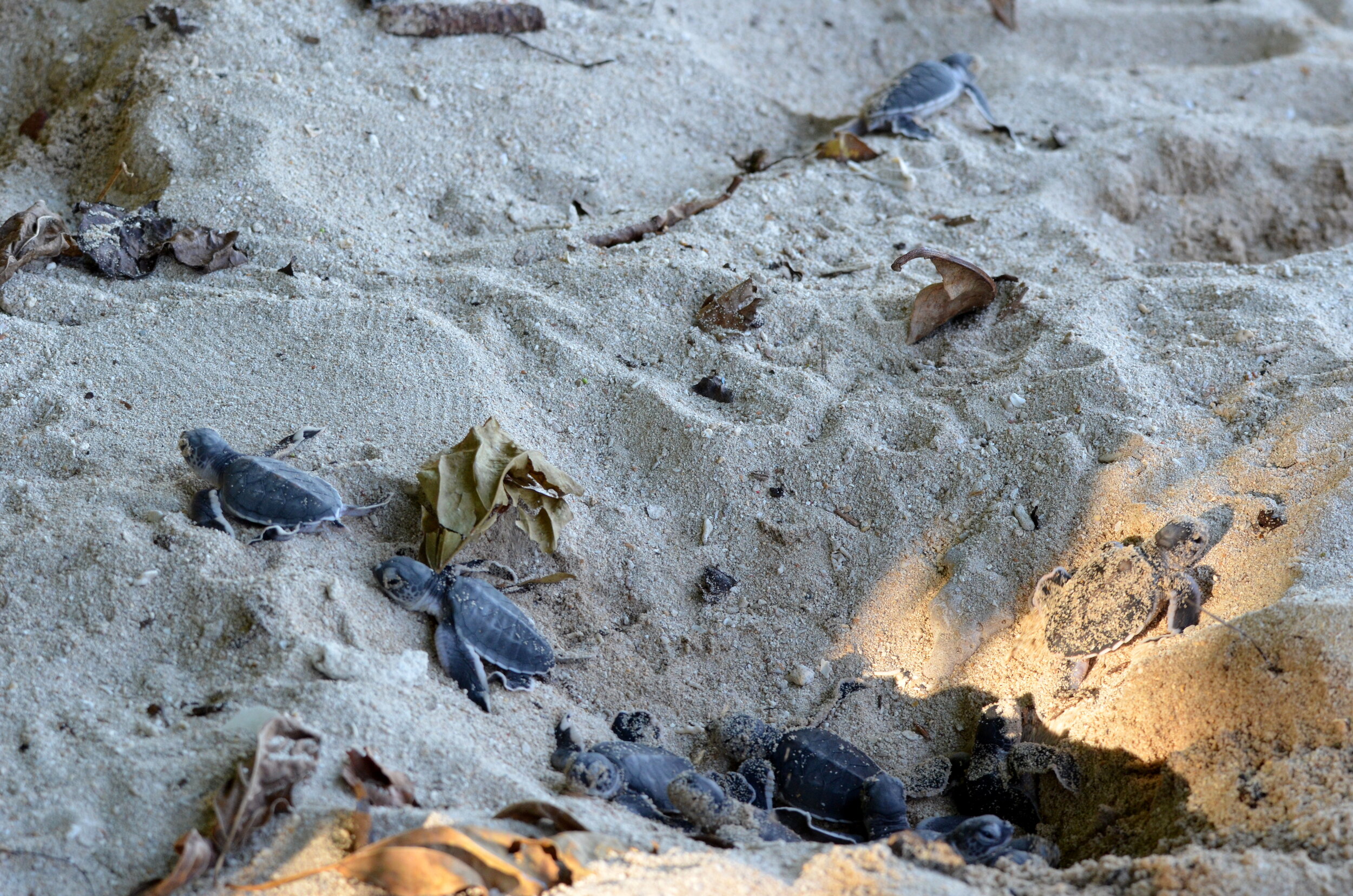 Havssköldspaddsungar,Selingan Turtle Island,Borneo