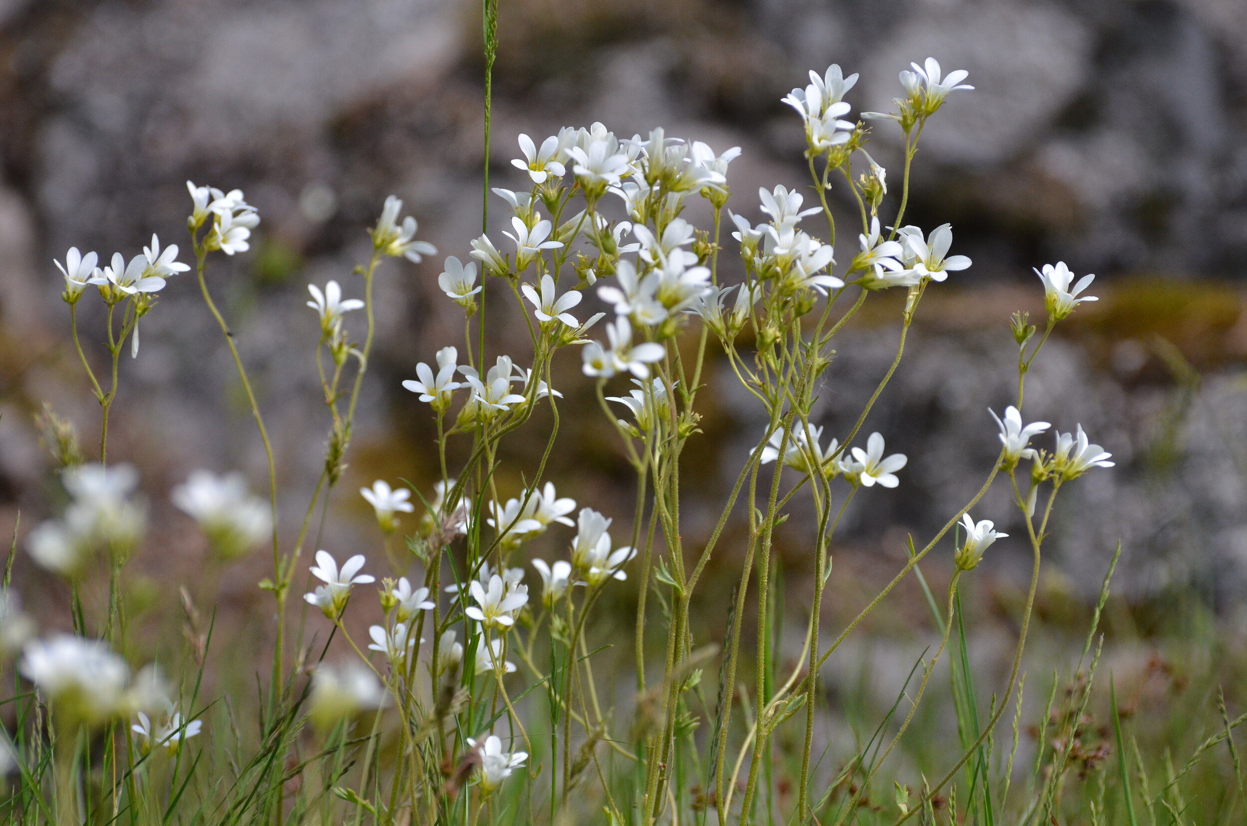 Knölbräcka, mandelblom, The High Coast,Sweden